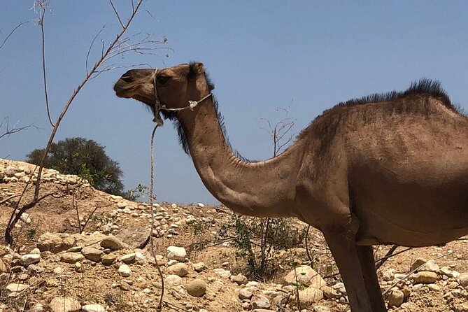A Drive Outside Essaouira and a Visit to the Argan Trees - Accessibility and Services Offered