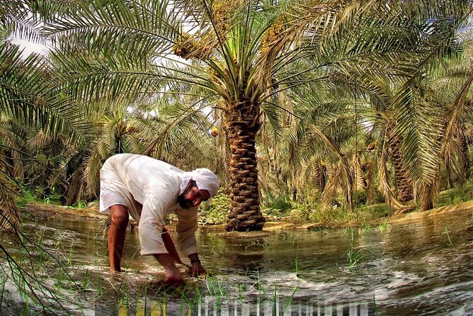 A Tour in Al Ahsa the Largest Oasis in the World - Travel Arrangements and Pickup Information