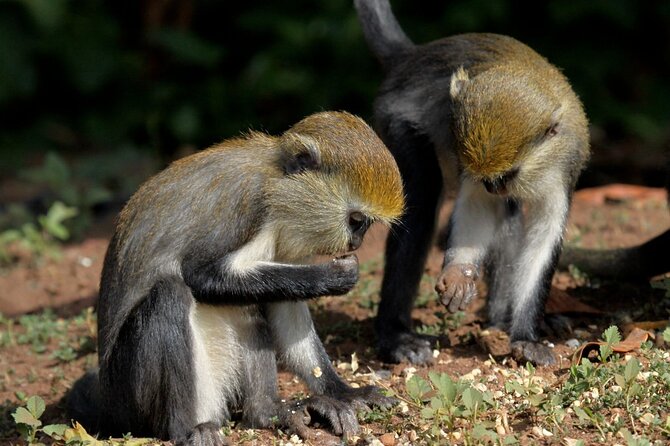 Accra: Wli Waterfalls and Tafi Monkey Sanctuary Private Day Tour - Itinerary