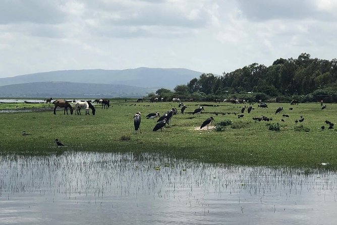 Addis City Tour & Crater Lakes Excursions in Debreziet! - Transportation Details