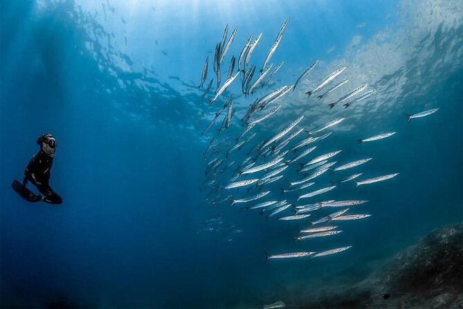 Afternoon Snorkelling Guided by a Marine Biologist in Sorrento - Location Details