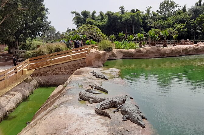 Agadir Crocoparc Tour With Local Guide