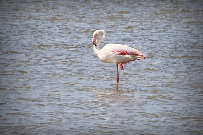 Aigues Mortes: 4x4 Photo Safari in the Camargue - Itinerary Highlights