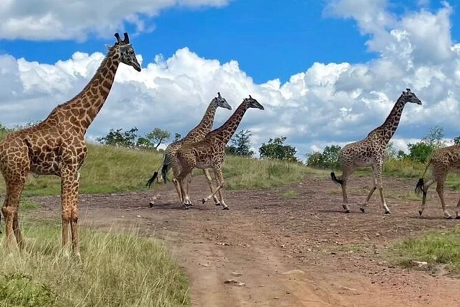 Akagera National Park One Day Safari Experience - Scenic Views
