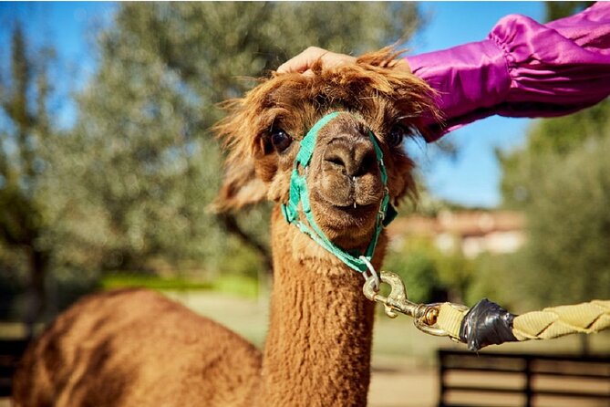 Alpaca Trek - Activities and Itinerary