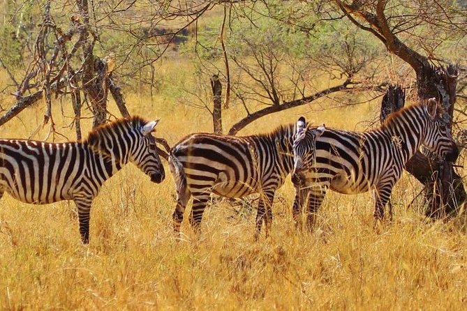 Amazing 4 Days Safari 3 Nights: Tarangire, Ngorongoro, Serengeti - Wildlife Encounters in Tarangire