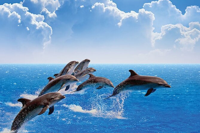 Amazing Dolphin Watching Tour In Muscat - Cancellation Policy