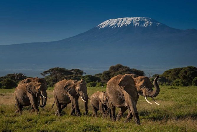 Amboseli Cultural & Wildlife Tour - 4 Day Unforgettable Budget Safari