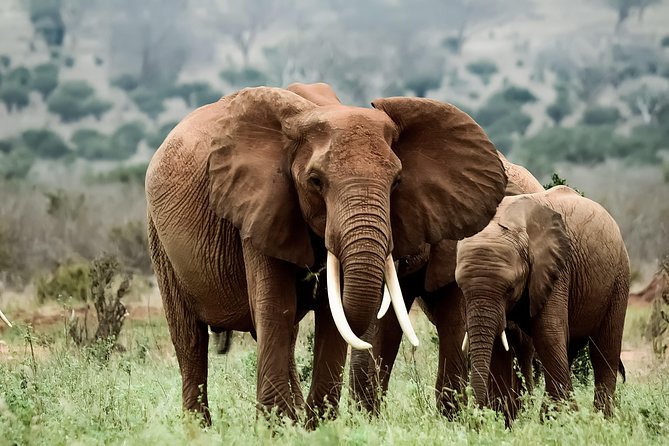 Amboseli Day Excursion - Price and Inclusions