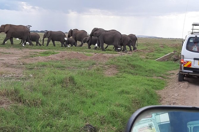 Amboseli National Park 3-Day Safari - Safari Highlights