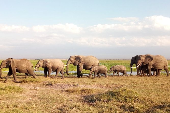Amboseli National Park Day Trip:Mt Kilimanjaro Views - Overview