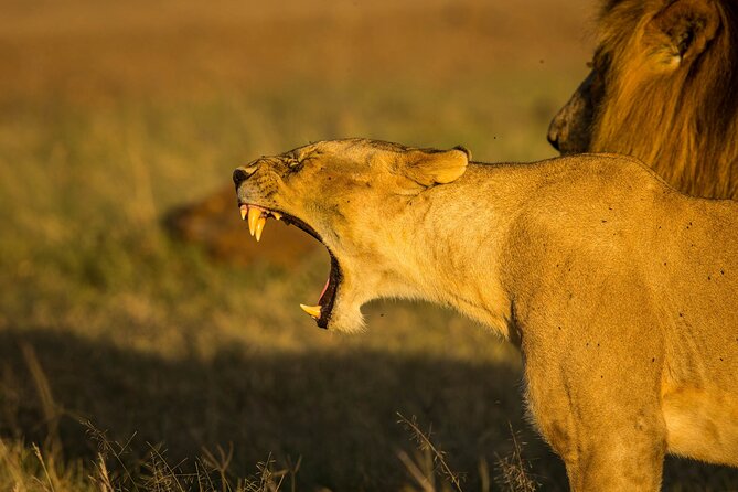 Amboseli National Park Full Day Tour From Nairobi - Inclusions and Exclusions