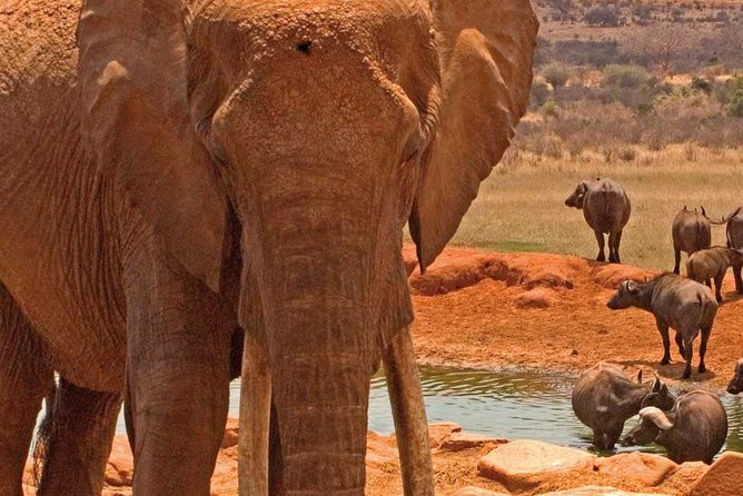 Amboseli National Park Guided Full Day Tour - Tour Overview