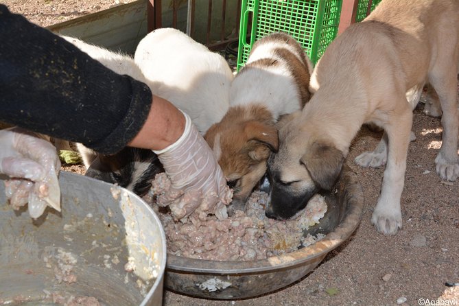 Aqaba Dog Shelter Conservation Experience - Participant Details