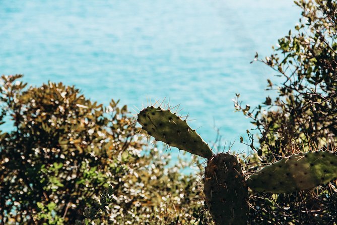 Arrábida Private Tour | Olive | Sesimbra | Explore and Taste - Sesimbra Excursion