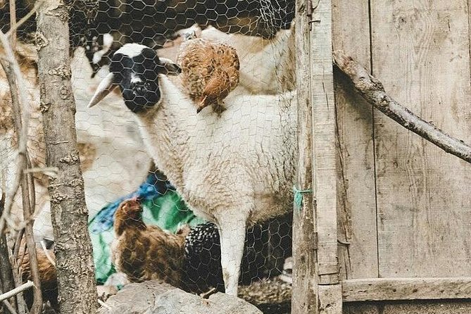 Atlas Mountains Day Trip With Camel Ride - Trip Overview