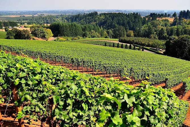 Azuga Wine Tasting on a Day Trip From Brasov - Meeting Point and Logistics