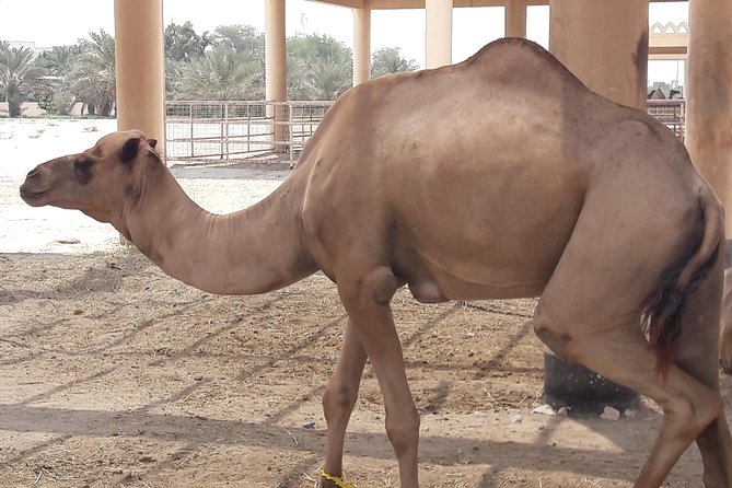 Bahrain Sightseeing Tour- Private Tour- Travel in Style - Tour Inclusions