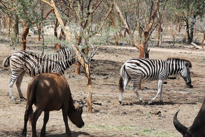 Bandia Park Safari (Minimum 2 Participants) - Pricing and Inclusions