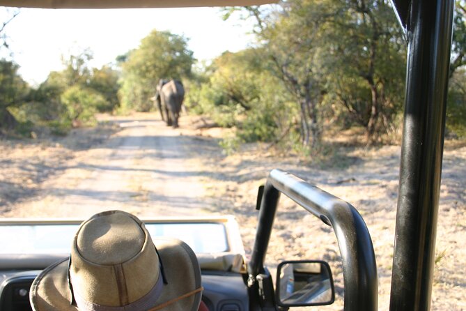 Baobab-Sunrise-Sunset-Vulture-Moonlight Safaris, 4 Options - Option 3: Vulture Viewing Safari