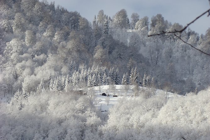 Barbecue in the Forest Near Tbilisi - Cancellation Policy Details