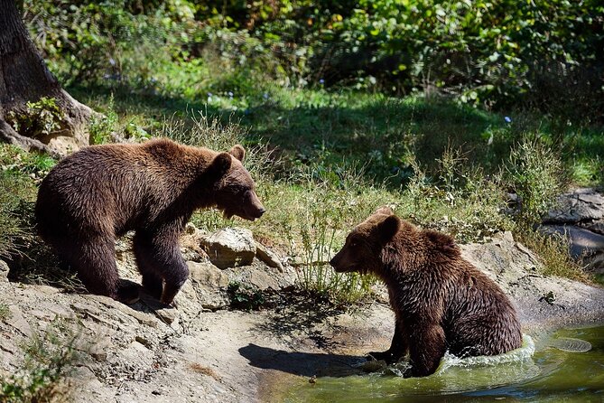 Bears Libearty Sanctuary and Bran Castle Day Trip - Pickup Details