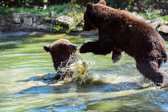 Bears Sanctuary & Dracula Castle – Tickets Included