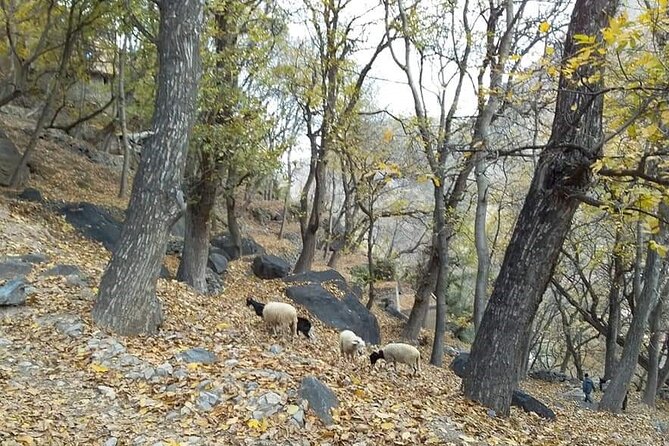 Berber Villages Trek: Explore the Authentic Moroccan Culture - Meal Inclusions