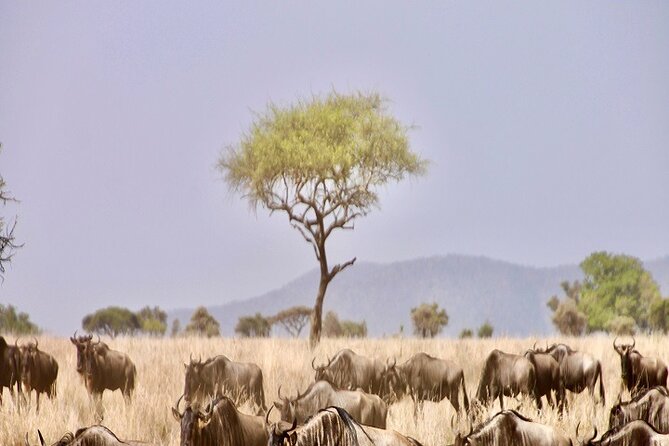 Best 2 Day Serengeti Safari From Mwanza 2024/2025 - Logistics and Meeting Points