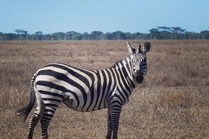 Best Ngorongoro Crater Tanzania Safari 1- Day Tour Experience - Tour Highlights