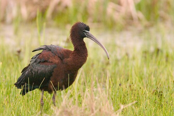 Birds, Nature and Sightseeing Tour Around the Varna - Beloslav Lake - Frequently Asked Questions