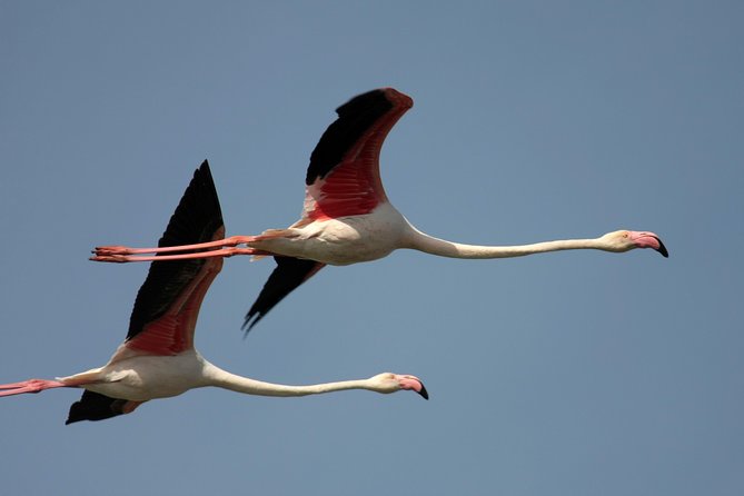 Birdwatching and Photo Tour in Diaccia Botrona - Additional Booking Information