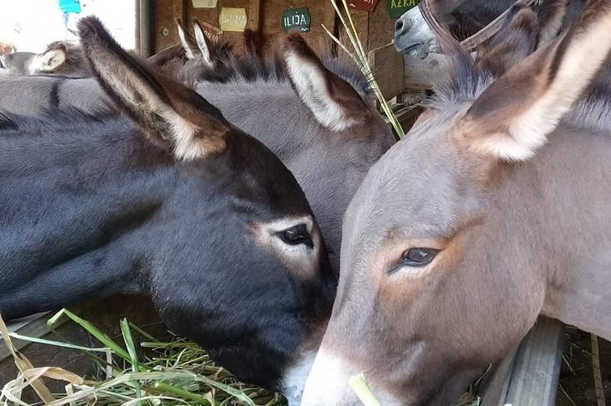 Book Your Donkey Farm Tour