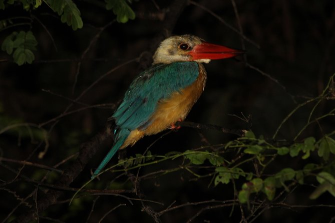 Borneo Wildlife Tour 3 Days 2 Nights At Tanjung Bulat Jungle Camp Kinabatangan - Guest Experiences and Reviews