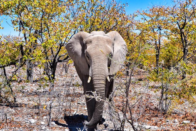 Botswana-Chobe National Park Savuti 3 Nights Camping - Inclusions and Exclusions