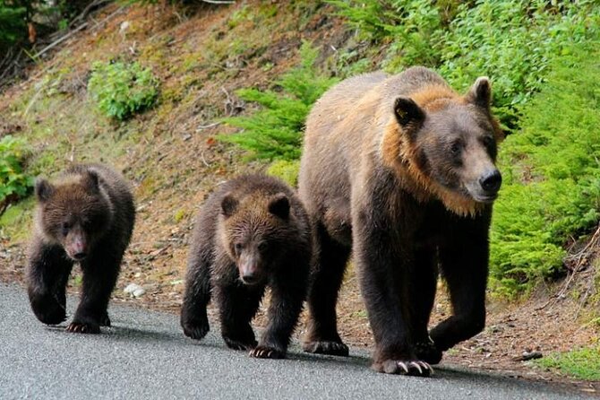 Brown Bear Watching Experience at the Bear Sanctuary - Cancellation Policy