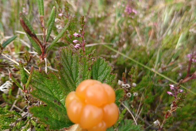 Bushcraft Adventure in Kiruna