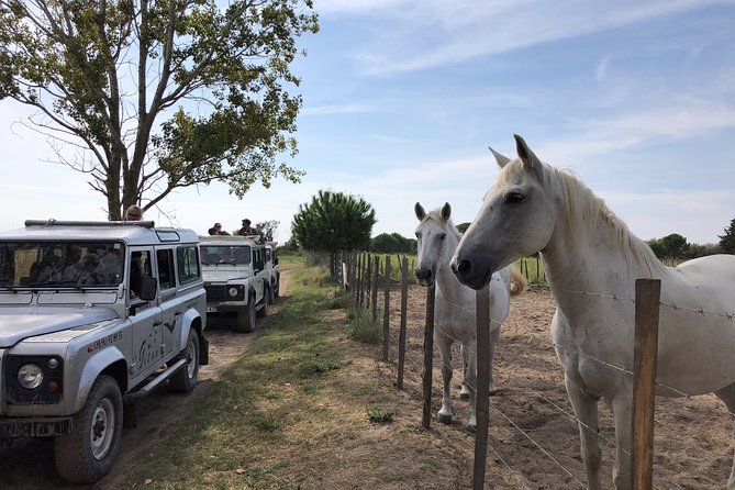 Camargue 4x4 Safari 2h + Picnic + Kayak - Activity Overview