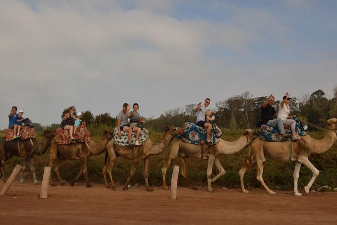 Camel Riding in Agadir for Cruise Ship Passengers - What To Expect