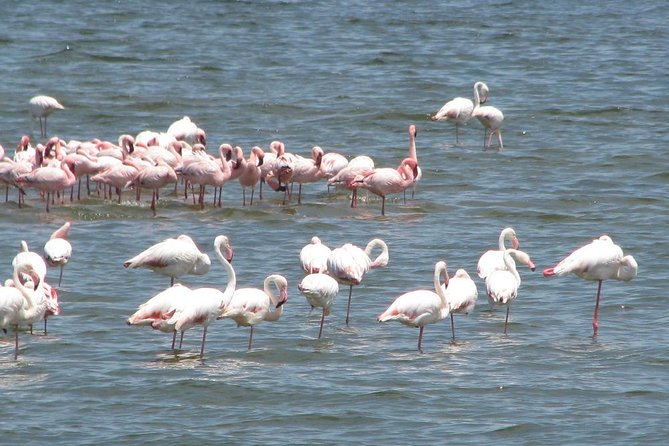 Cape Cross Seal Colony Tour From Swakopmund, Namibia - Pricing and Reviews