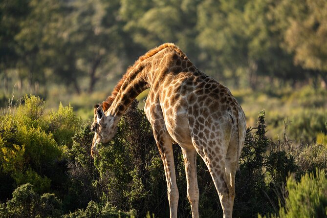 Cape Town Afternoon Safari With Transport and Lunch - Price and Booking