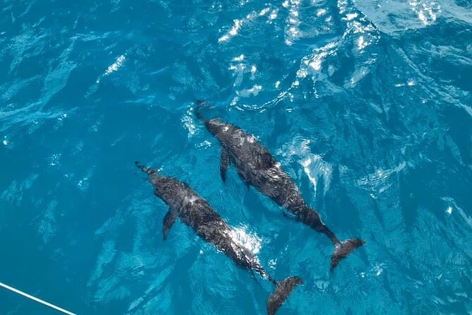 Catamaran Full-Day 3 Island Northern Isles Cruise in Grand Baie - Additional Information