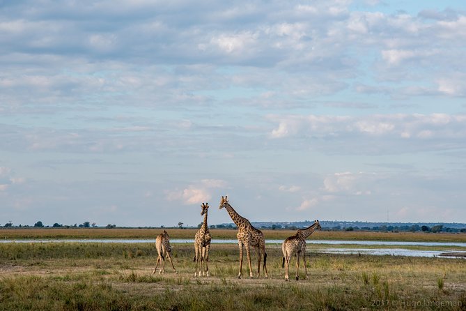 Chobe Day Trip