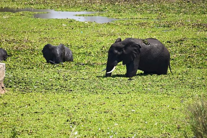 Chobe Day Trip - Accessibility