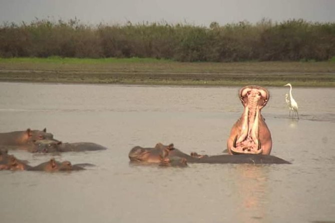 Chobe Day Trip