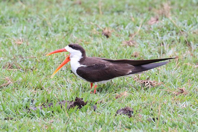 Chobe Day Trip From Livingstone - Wildlife Encounters on Game Drive