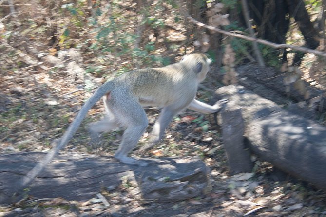Chobe Day Trip - From Victoria Falls - Pickup Details