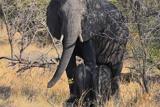 Chobe Day Trip - Inclusions
