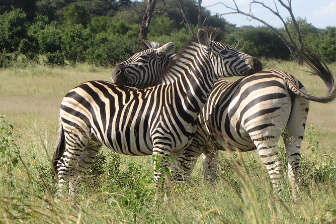 Chobe Extended Day Trip From Victoria Falls - Small Group - Itinerary Overview