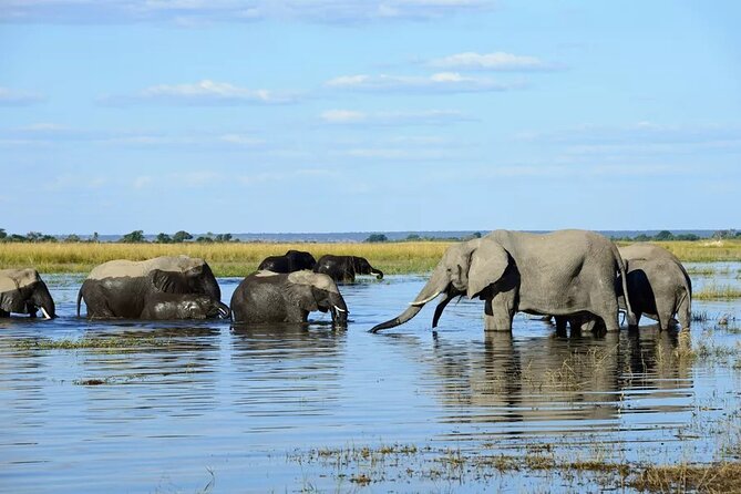 Chobe Full Day Trip - Wildlife Encounters